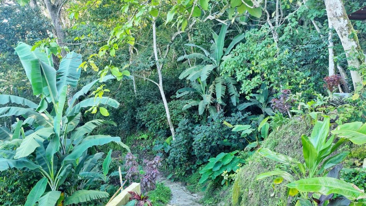 Minca Sintropia - Sustainable Lodge & Organic Coffee Finca Exteriér fotografie